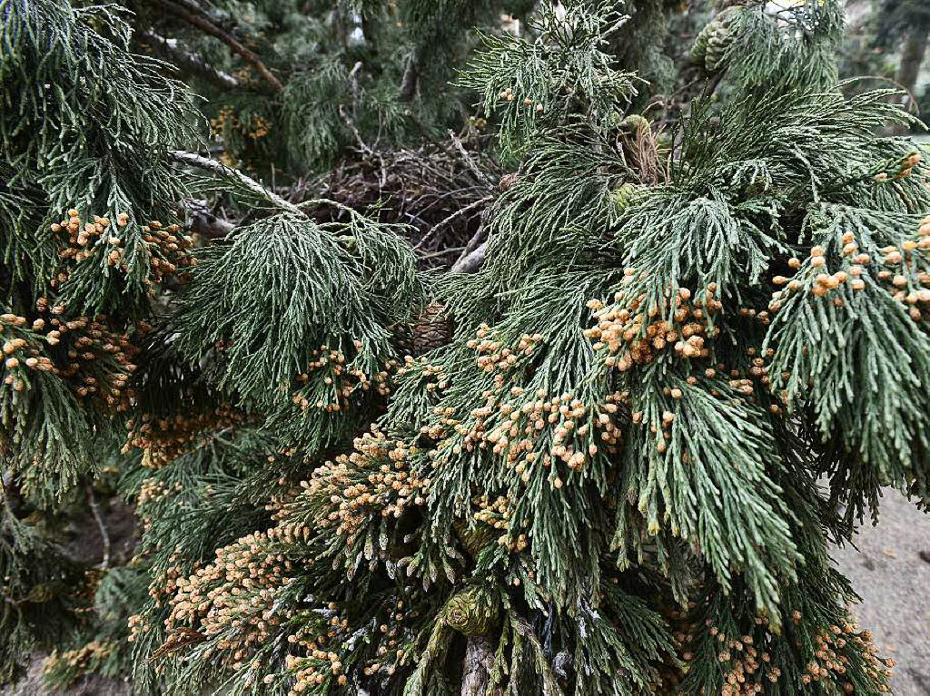 Der Mammutbaum im Botanischen Garten ist zwischen 90 und 120 Jahre alt. Nun muss er gefllt werden.