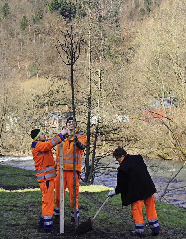 Nach dem Fllen von Bumen an der Elz wurden wieder welche nachgepflanzt.   | Foto: Stadt Waldkirch