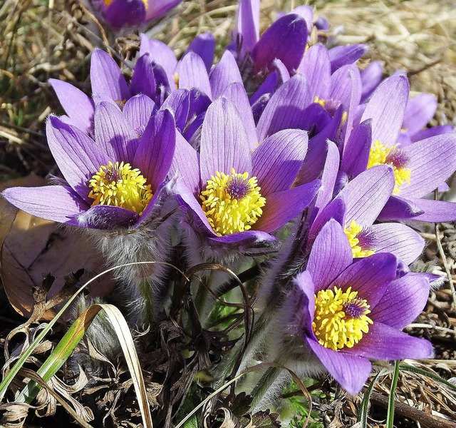 Der Frhling hat im Kaiserstuhl Einzug...Natur im Kaiserstuhl kennen zu lernen.  | Foto: Reinhold Treiber, Ihringen