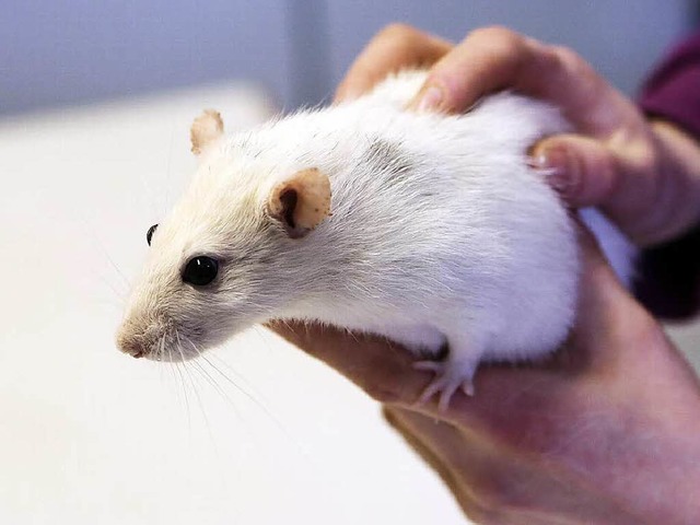 Eine Ratte wie das Tier auf unserem Sy...genommen werden &#8211; per Mausklick.  | Foto: Christoph Breithaupt
