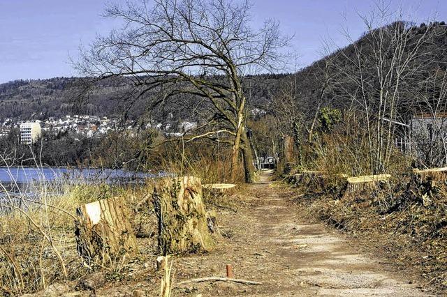 Waldshuter Rheinweg wird grner