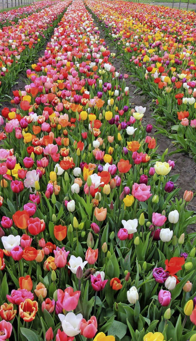 Fr Selbstpflcker:  200000 Tulpen  au...umenzwiebeln am Amsterdamer Mnzturm.   | Foto: dpa