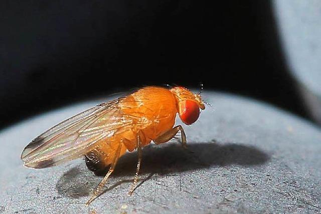 Winzer sollen Insektizide gegen Kirschessigfliege einsetzen