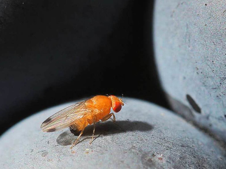 Mnnliche  Kirschessigfliege wie diese...e Beeren und legen darin ihre Eier ab.  | Foto: dpa