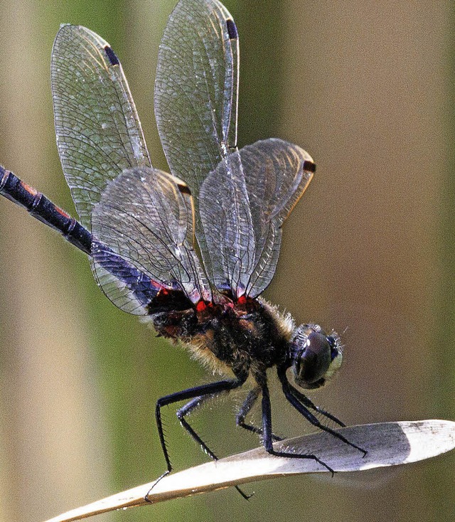 Was bedeuten die neuen Plne zum FFH-G...tzer? Dazu gibt es eine Veranstaltung.  | Foto: dpa