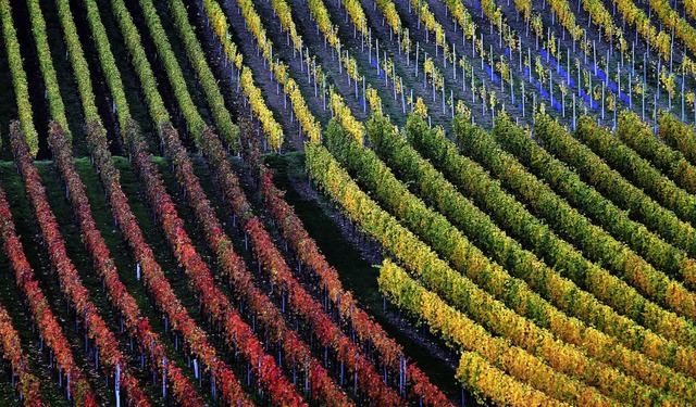 Die Weinlandschaft in Baden und Wrtte... von  alters her vielfltig und bunt.   | Foto: dpa