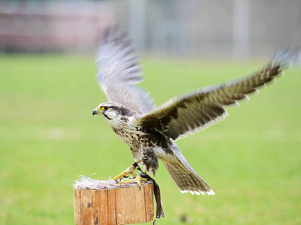 Impressionen von der Flugschau