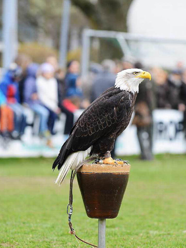 Impressionen von der Flugschau