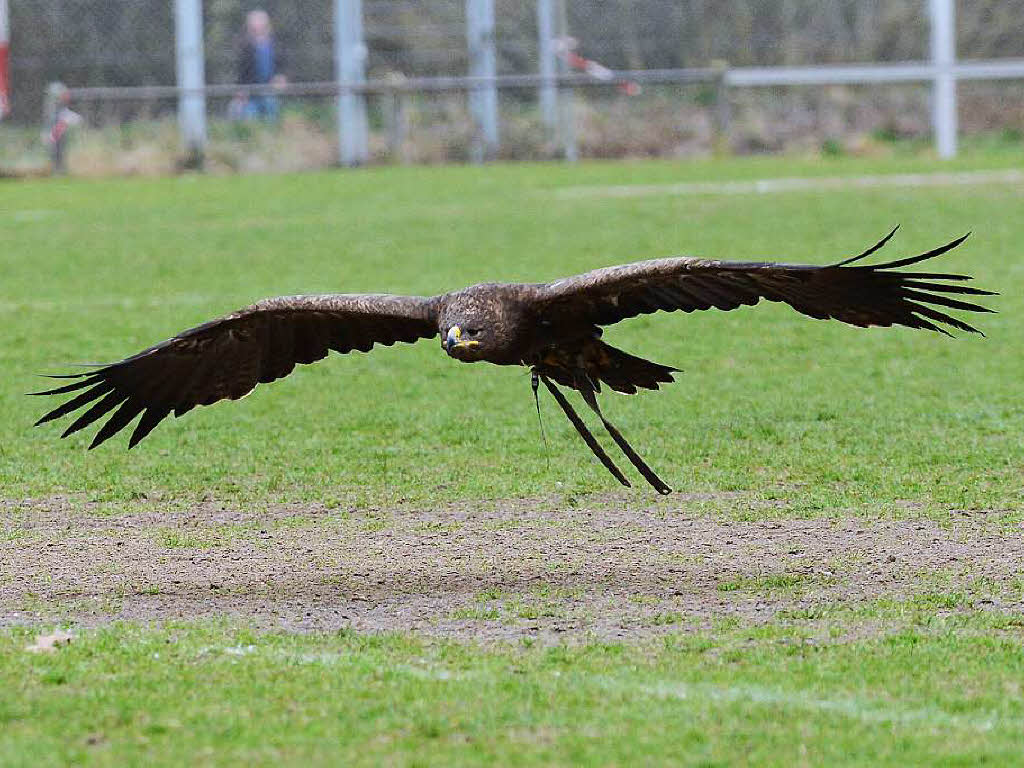 Impressionen von der Flugschau