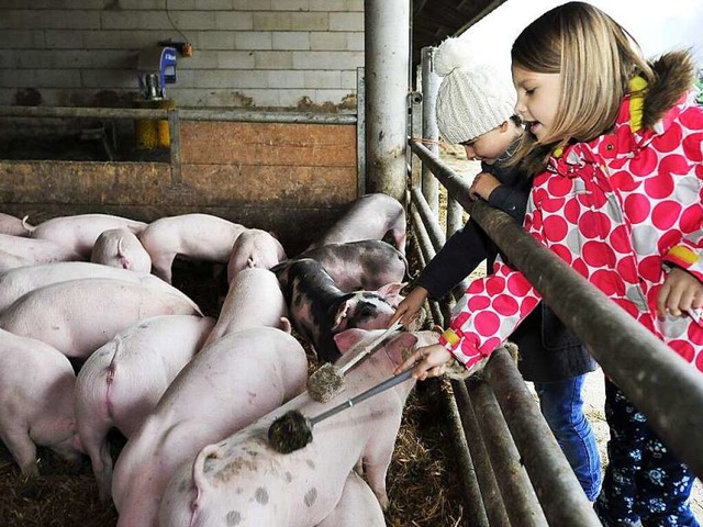 Attraktion: Schweinemassage mit der Klobrste   | Foto: Thomas Kunz