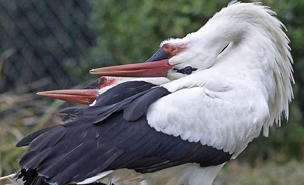 Das Balzen und Brüten beginnt Basel Badische Zeitung