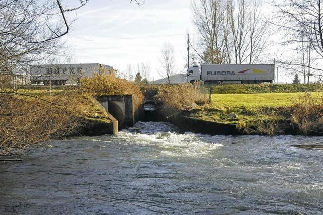 Fischexperten sind gegen den Strom