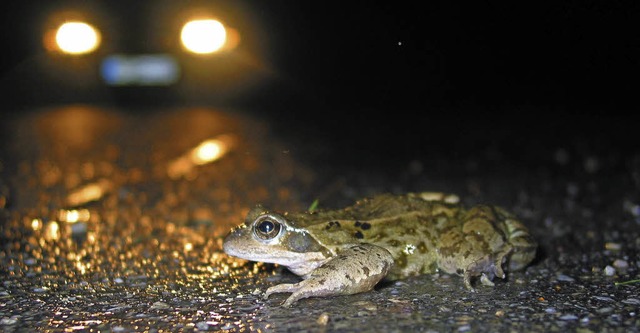 Krten, Molche und Frsche sind wieder...chutz einen 300 Meter langen Zaun auf.  | Foto: Ulrich Reichardt