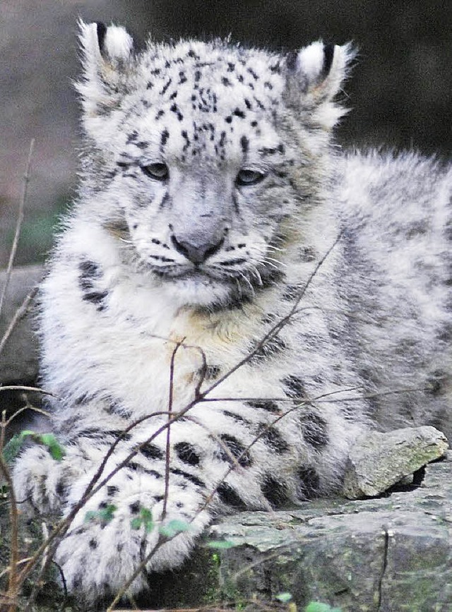 Ein kleiner Schneeleopard   | Foto: Ohm