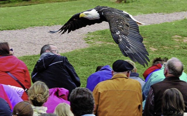 Achtung, ducken! Flugshow im Vogelpark Steinen   | Foto: Vogelpark