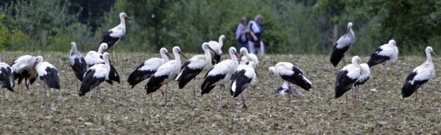 Versammlung der Vgel: 107 Nester verz...isgau&#8220; in seinem Einsatzgebiet.   | Foto: dpa/Privat