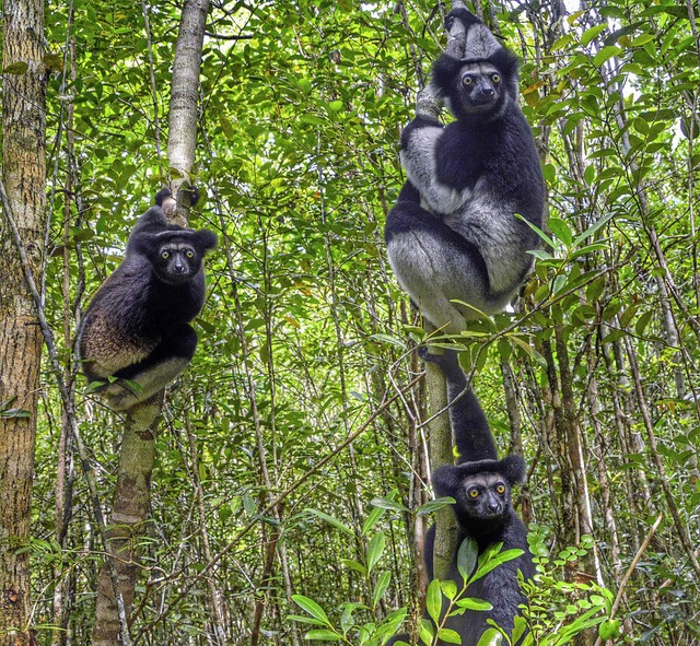 Indris sind die grten Lemuren.   | Foto: Barbara Ruda