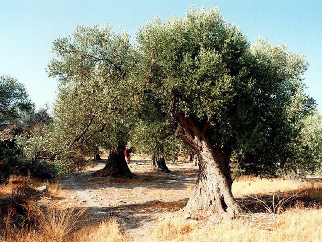 Diesen Olivenbumen auf Kreta geht es ...h der Erreger knnte sich ausbreiten.   | Foto: dpa