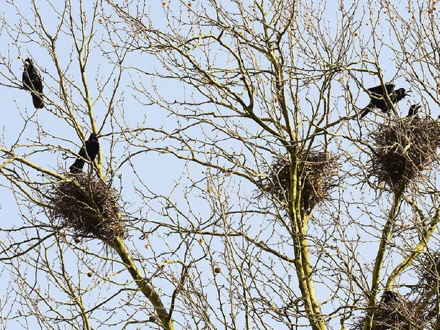 Rege Bauttigkeit in den Bumen ums Einkaufszentrum ZO   | Foto: I.Schneider