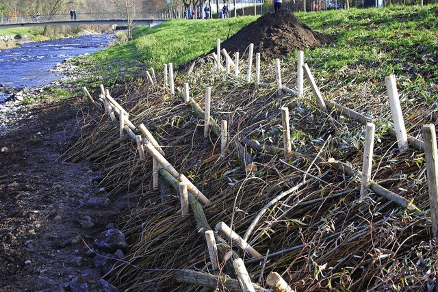 Weidenspreitlage an der Dreisam,  angelegt im November.   | Foto: Fri
