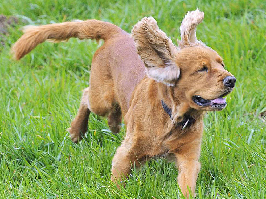 Cockerspaniel in Aktion.