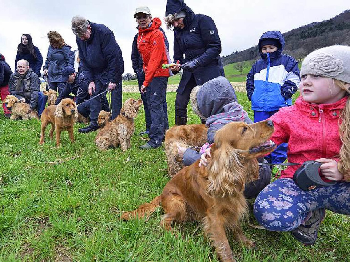 Cockerspaniel in Aktion.