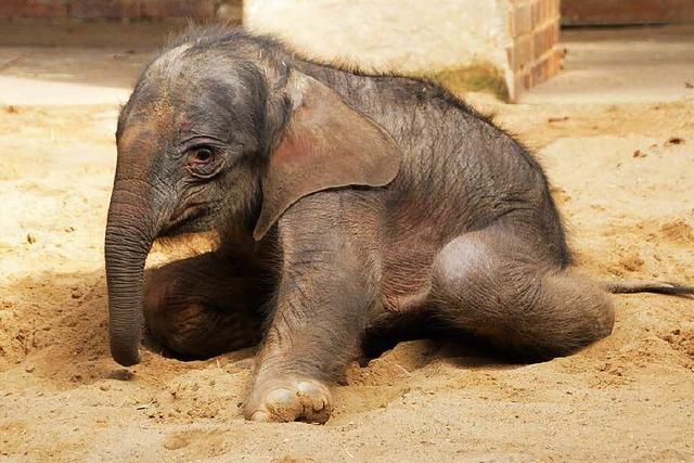 Elefantenbaby aus Leipziger Zoo nach Operation wohlauf