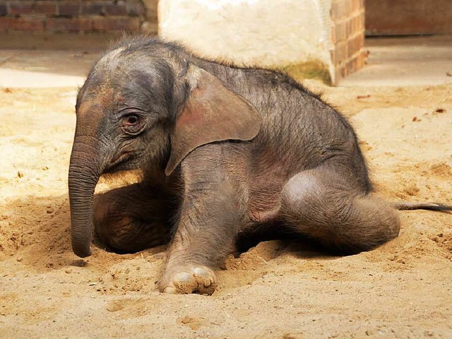 Der kleine Elefant konnte nach seiner Geburt nicht laufen.   | Foto: dpa