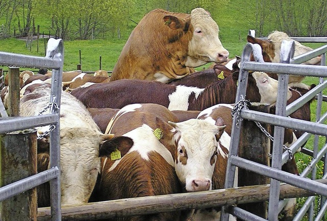 Bitte nicht drngeln: Lffinger Rindviecher beim Weideauftrieb.   | Foto: Archiv: Christa Maier