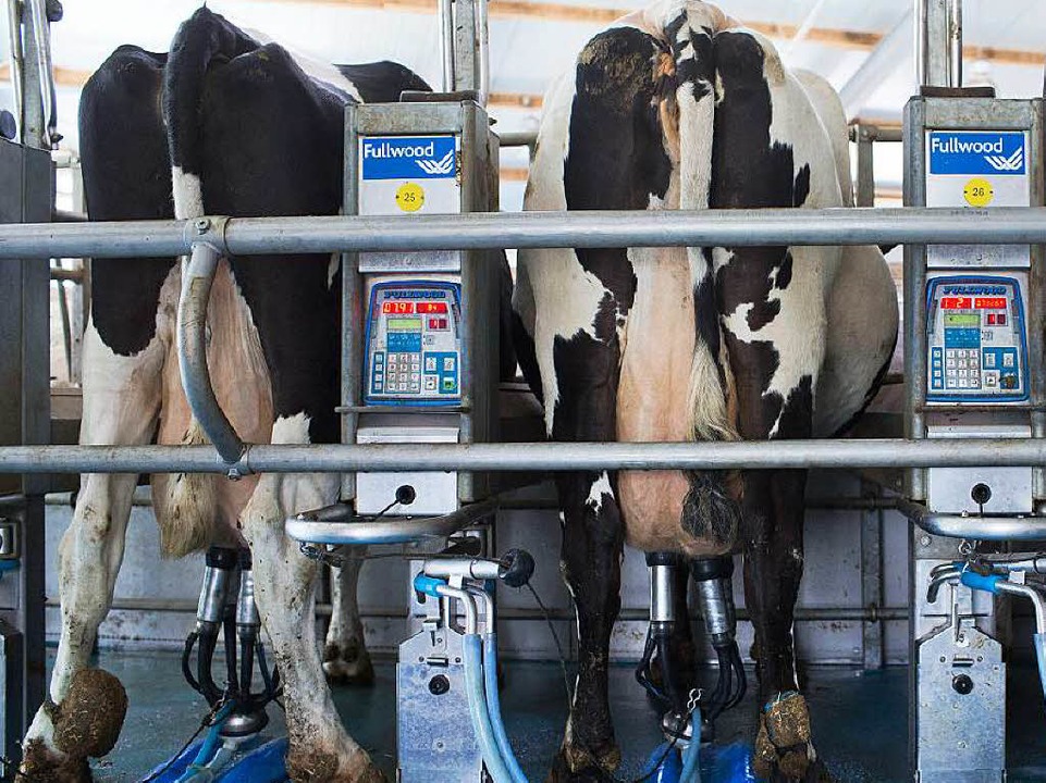 Ende der Milchquote – sterben jetzt mehr Höfe? - Wirtschaft - Badische ...