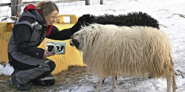 Liebeserklrung in Buchform: Caroline ... Mende mit Buch und zwei ihrer Schafe   | Foto: rn rarinsson