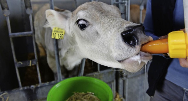 Milch frs Klbchen, damit es spter Milch gibt &#8211; ohne Quote.   | Foto: dpa