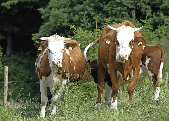 Ohne Tierhaltung sind Grnlandpflege u...nhaltung der Landschaft nicht mglich.  | Foto: Horst dauenhauer