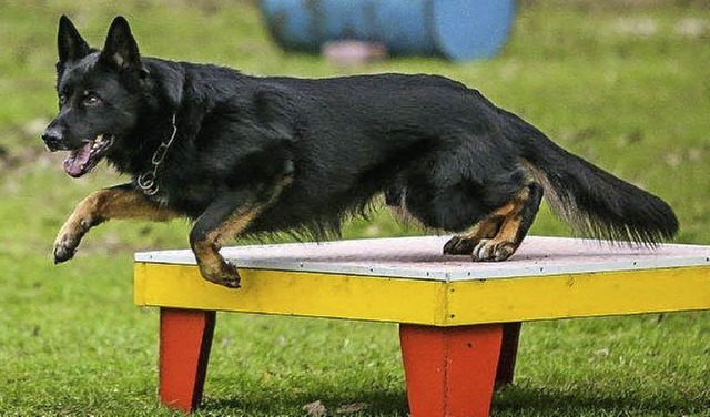 Rettungshund in der Ausbildung.   | Foto: Privat