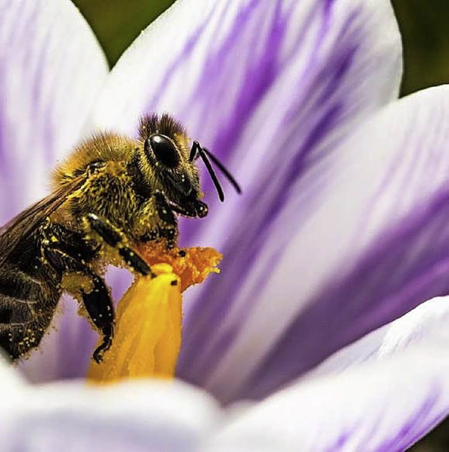 Naturparkaktion: Bienen brauchen Blumen.   | Foto: Dominik Sturm