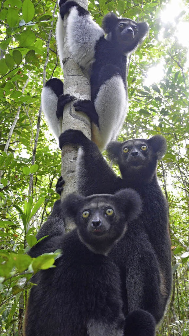 Drei neugierige Indries, die grte lebende Lemurenart   | Foto: Ruda