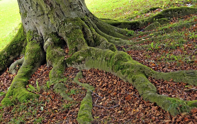 Ein Baum ist kein Individuum, sondern ein Verbund von Einheiten.   | Foto: dpa