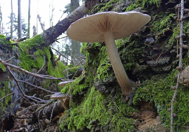 Sich selbst berlassen bleibt die Natur im Bannwald.  | Foto: Gorny