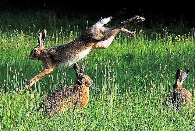Luftsprung: Ob sich die Hasen ber Ostern freuen?   | Foto: Klaus Lachenmaier
