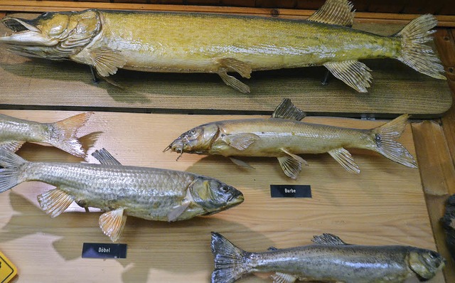 Fische aller Art hat der Fischereiverein Karsau aus dem Rhein gezogen.  | Foto: Ingrid Bhm-Jacob