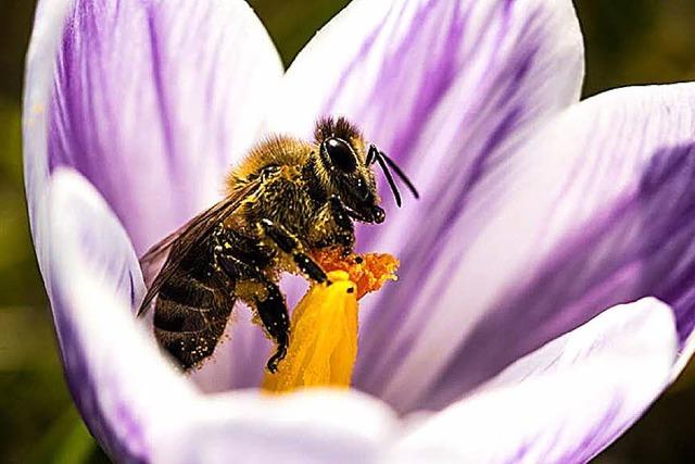 Milder Winter lässt Bienen sterben