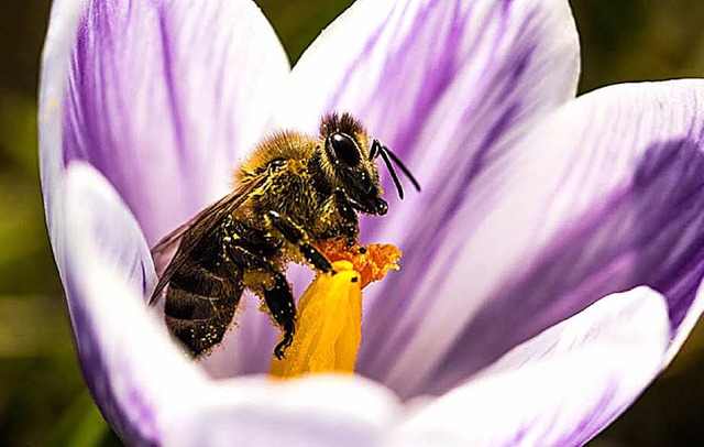 Viele Bienen sind diesen Winter eingegangen. Zu mild war der Winter.  | Foto: Dominik Sturm