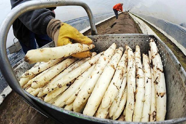 Spargel: So kauft und kocht der Profi