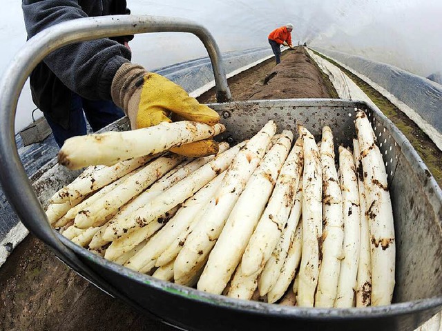 Spargel wird von Kochfans als essbares Elfenbein bezeichnet.  | Foto: dpa
