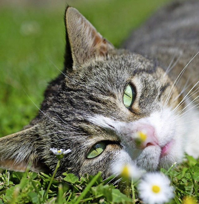 Viele Katzen lieben die Freiheit. Manc...aber manchmal die Hilfe des Menschen.   | Foto: dpa