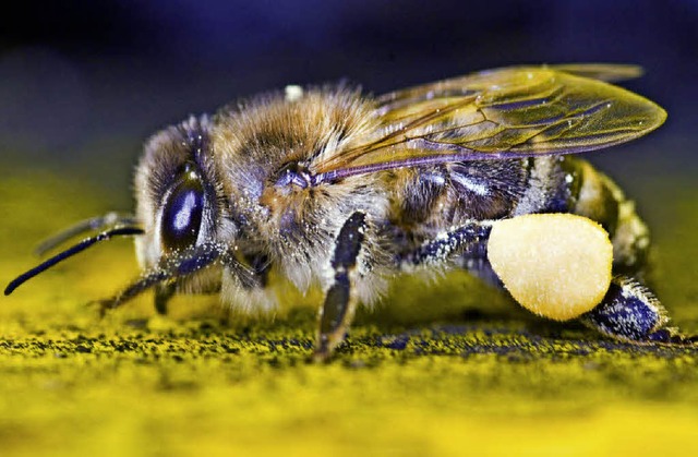 Eine  Biene sammelt Nektar und Pollen,...lltem Pollenhschen deutlich zu sehen.  | Foto: dpa