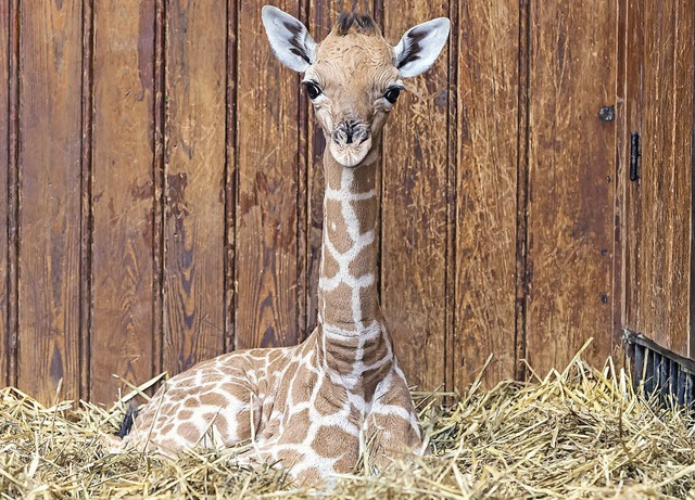 Giraffen-Baby Majengo ist wohlauf.   | Foto: Torsten Weber