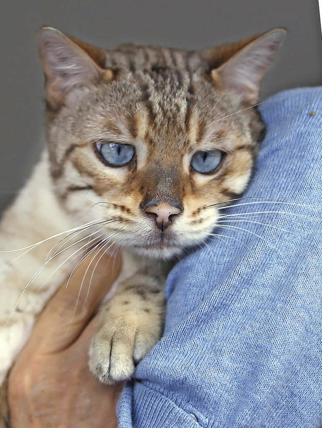 Maunzen hat geholfen: der frisch befreite  Simba   | Foto: dpa