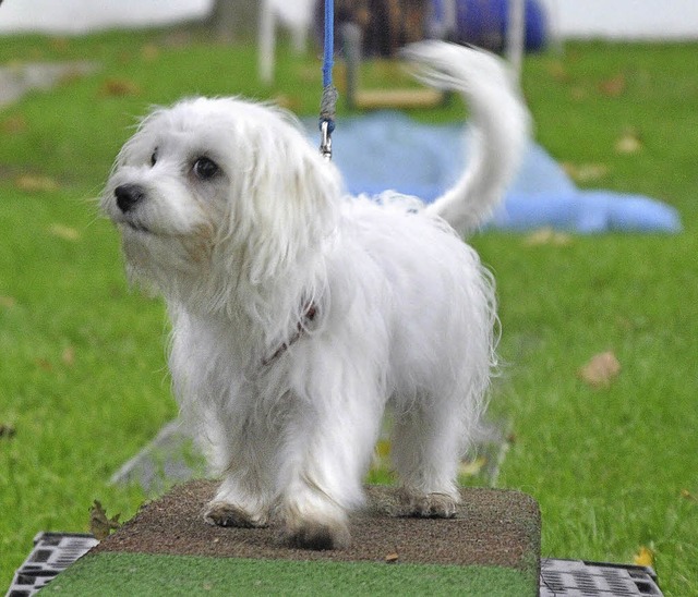 Auch er geht in die Hundeschule.    | Foto: Andrea Manthey