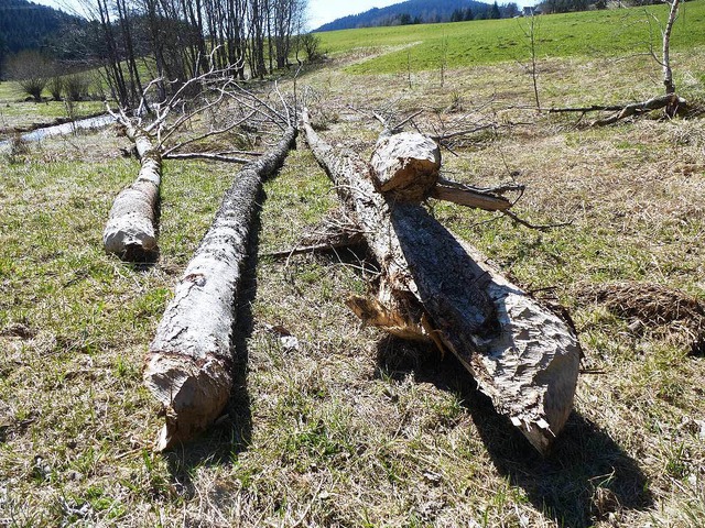 Stmme, die der Biber am Bach umgeworfen hat.  | Foto: Peter Stellmach